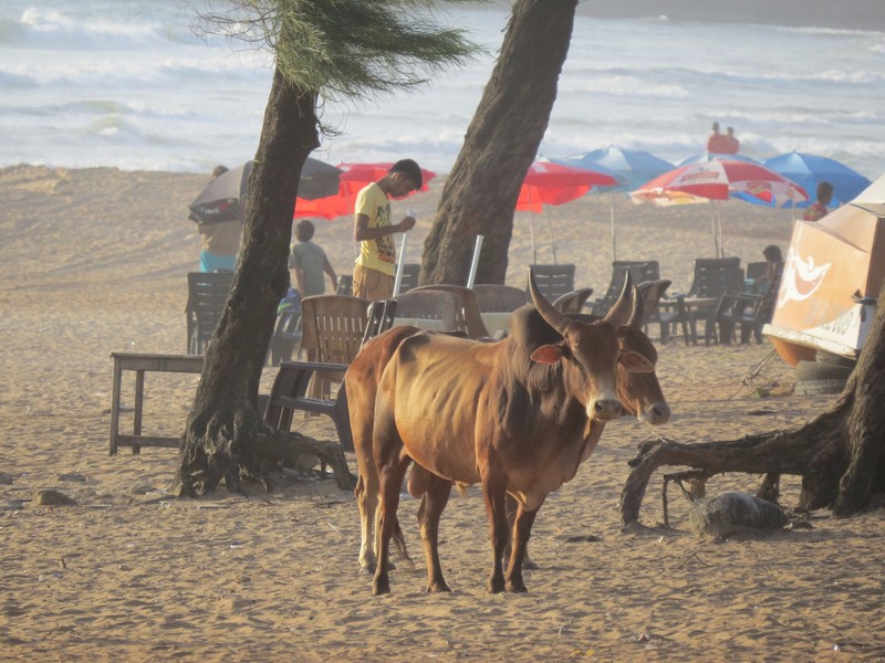 Cow Alert. They're on the beach.