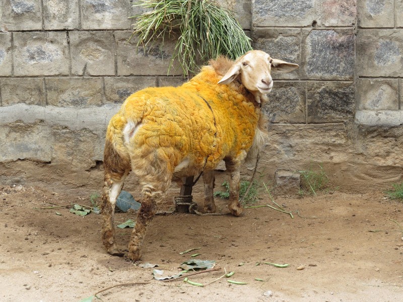 Baa baa yellow sheep...