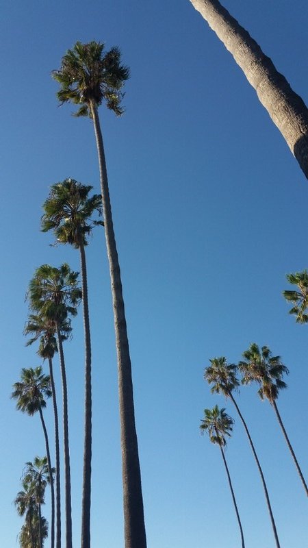 Tall Palm trees lining the beach and streets