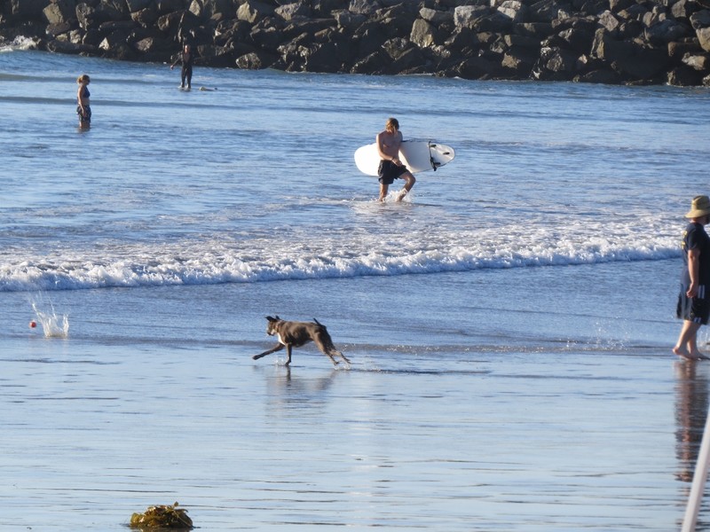 Swimmers, surfers and dogs