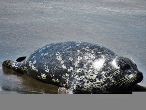 Seal who had found himself on the wrong beach