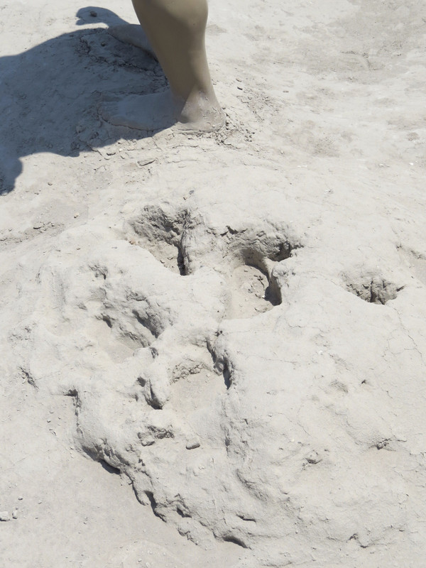 Actual preserved footprints