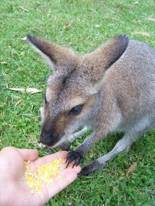 Wallaby feeding