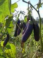 Baby Eggplants