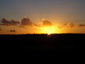 Sunrise Over a Field of Sugarcane