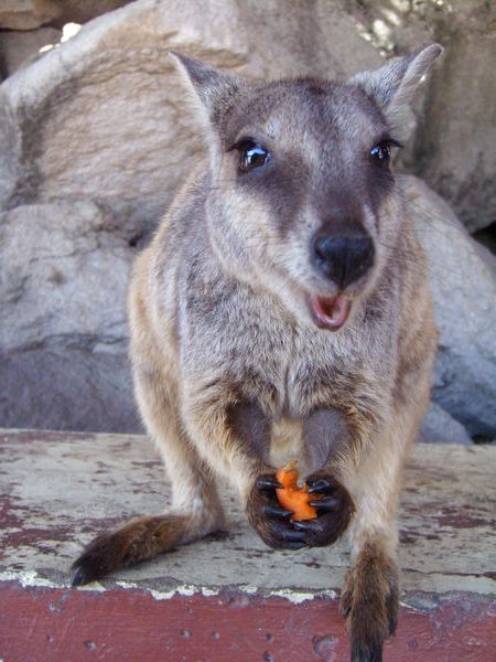 Happy Rock Wallaby