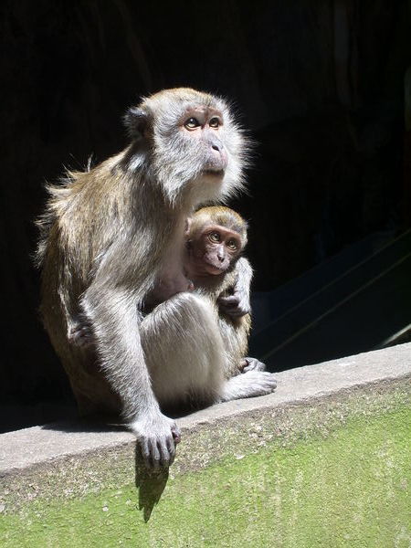 Parental Monkey Love