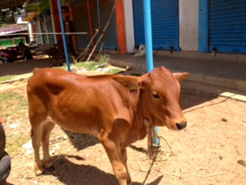 Brahma calf