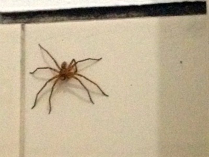 Giant crab spider in our bathroom