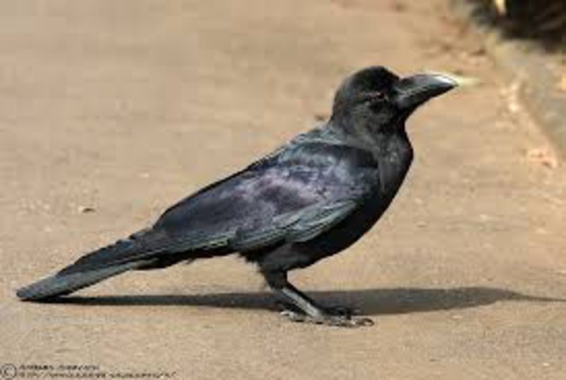 Latre billed crow