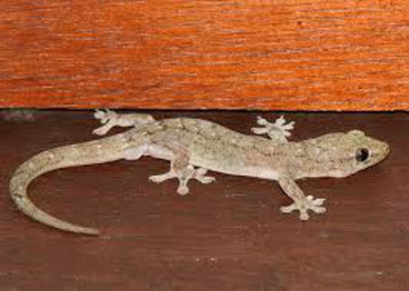 House gecko 