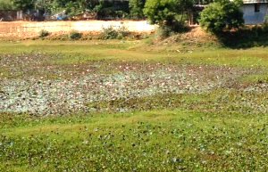 Field of lotus