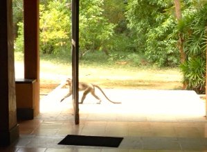 Monkey in the dinning hall