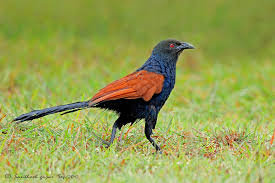 Greator coucal