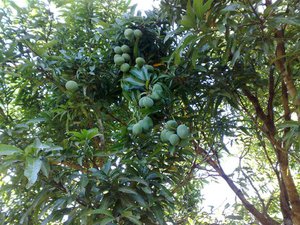 Mango tree