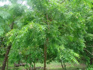 young-neem-tree
