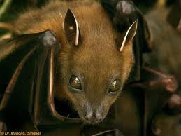Short nosed fruit bat