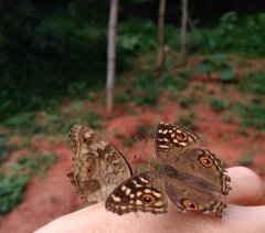 Kissing butterflies