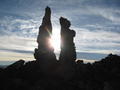 Petrified Cacti