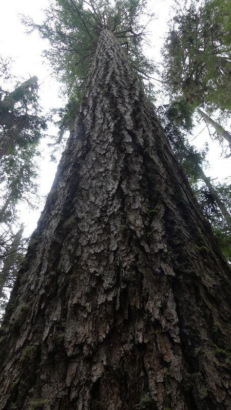 Huge Ponderosa Pine