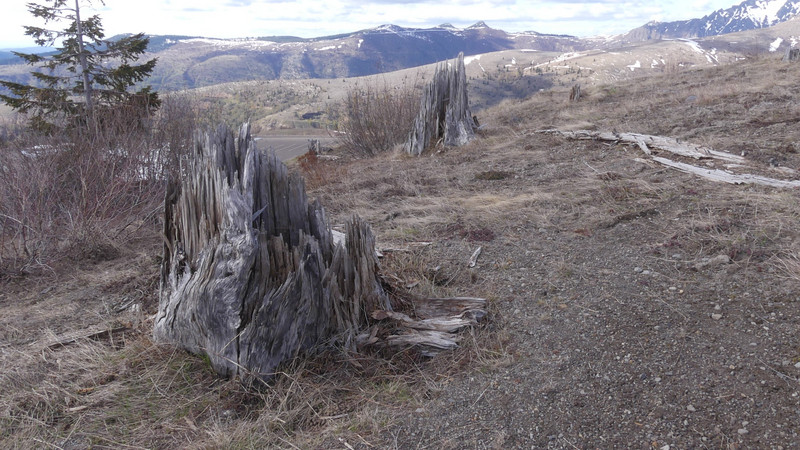 Stumps of Ponderosa Pines