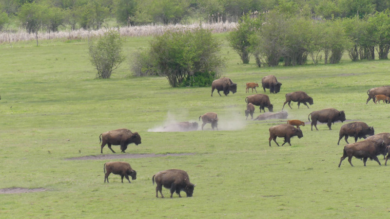 Bison herd on the Indian Reservation