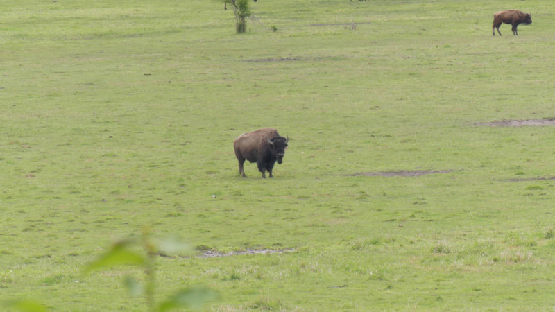 Bison herd on the Indian Reservation