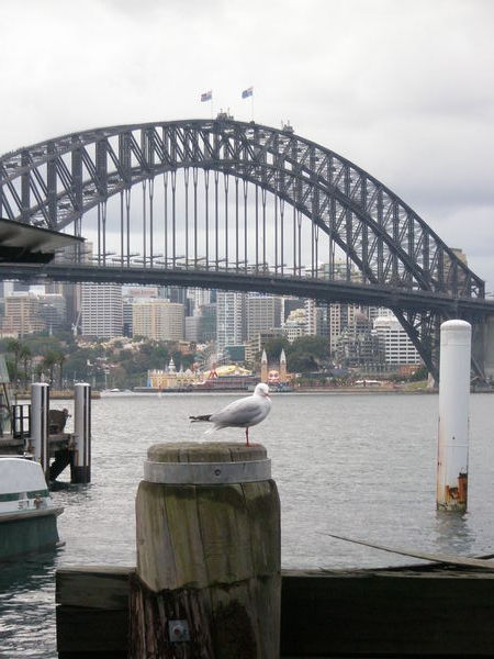 A Seagull and the Harbour Bridge
