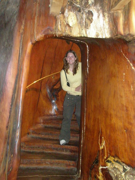Giant Kauri Staircase