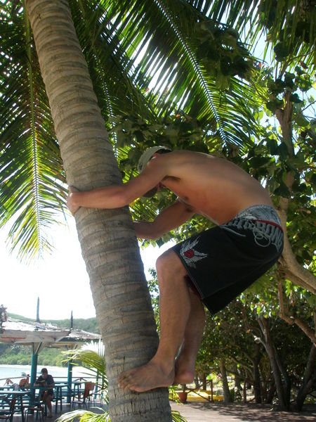 Climbing for coconuts