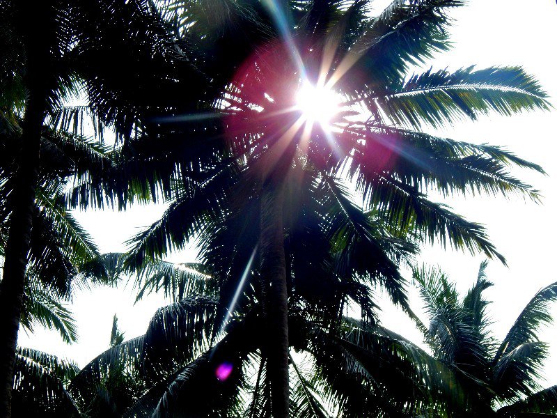 sun peepomg thru coconut tree