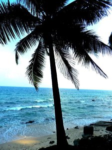 coconut view