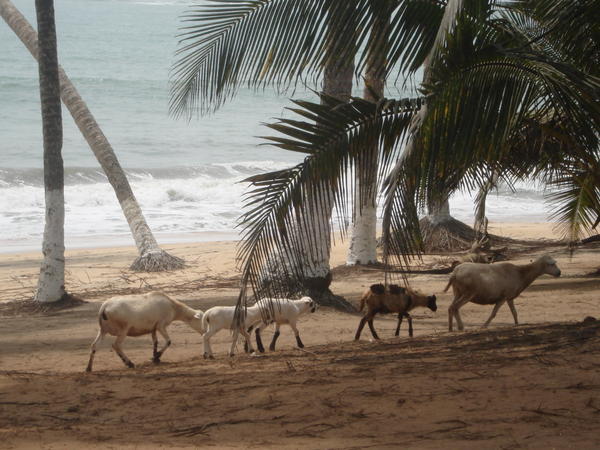 goats on the beach