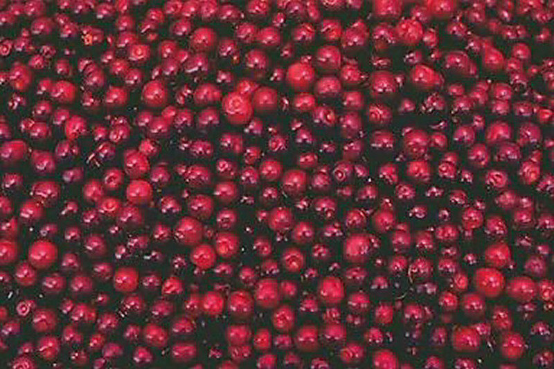 some of 100 billion cranberries harvested annually