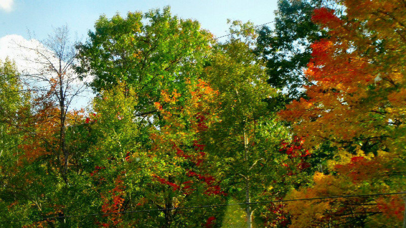 All along highway 7 Fall colours range all the way from golden birch leaves through orange and green variegated maples to the brilliant scarlet of Canada’s flag.
