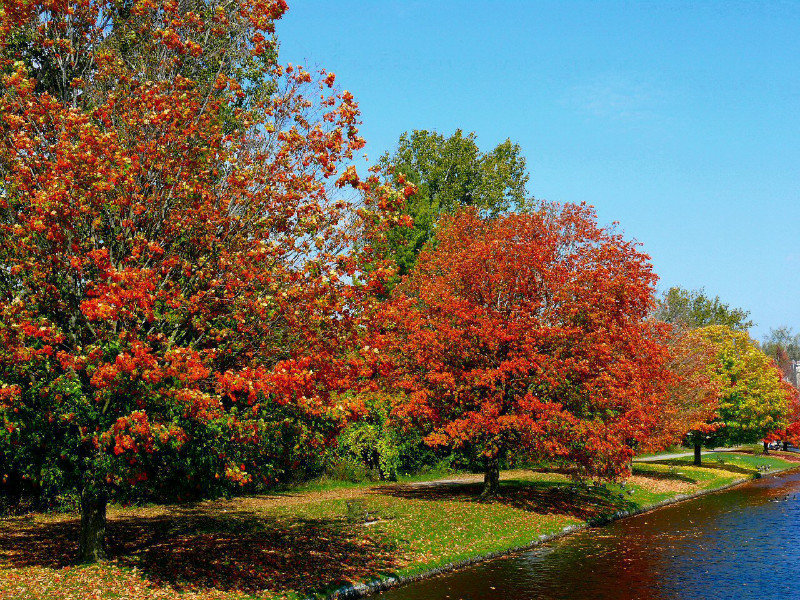 As we proceed  toward the Lift Lock you see fine examples of scarlet maples on the canal’s banks.
