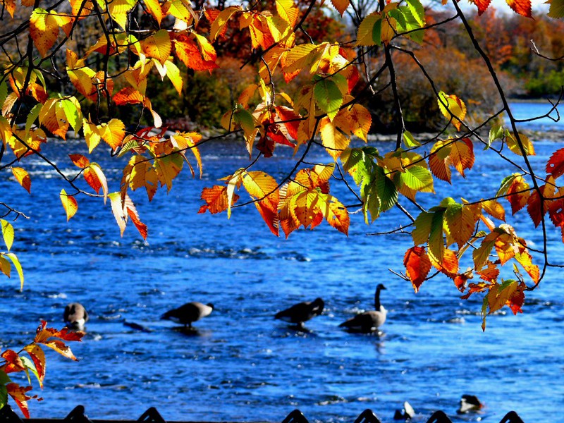 geese on the Ottawa River