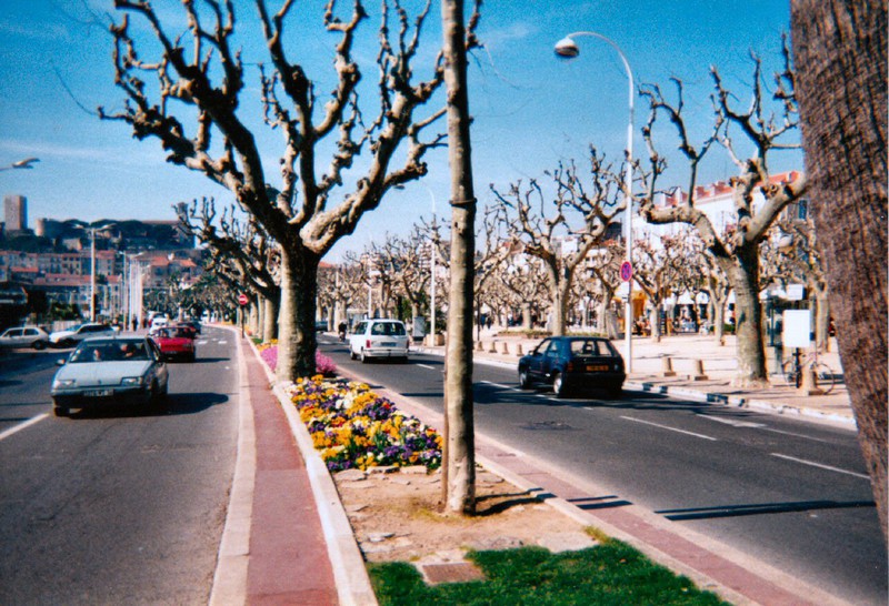 the Croisette in February with lots of flowers but no leaves yet
