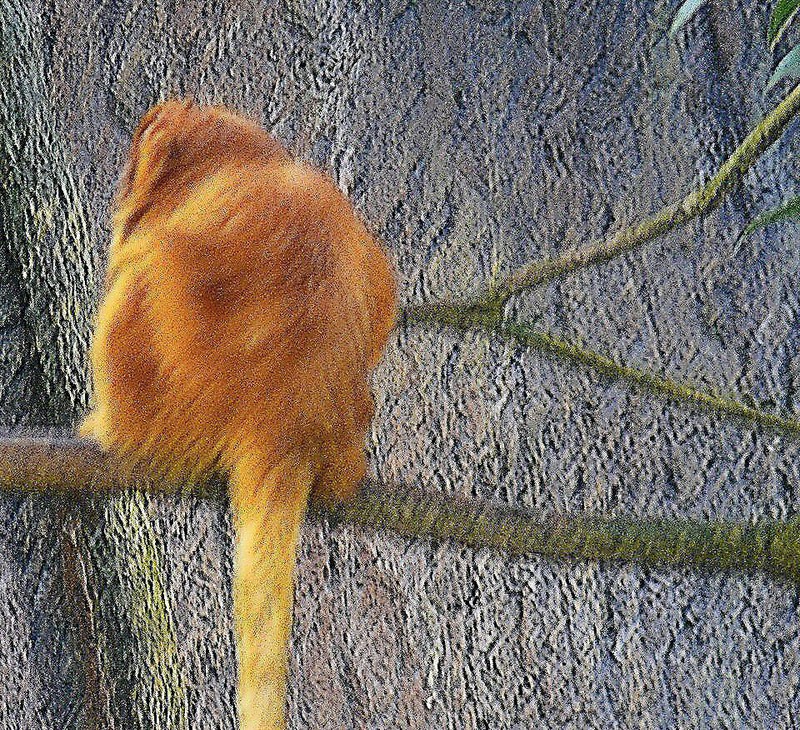 An endangered species, this Golden Monkey was constantly in motion and hard to photograph.