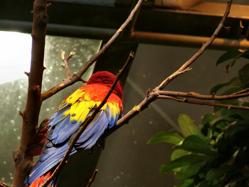 From Central and South America, a Scarlet Macaw can grow up to a meter in length.