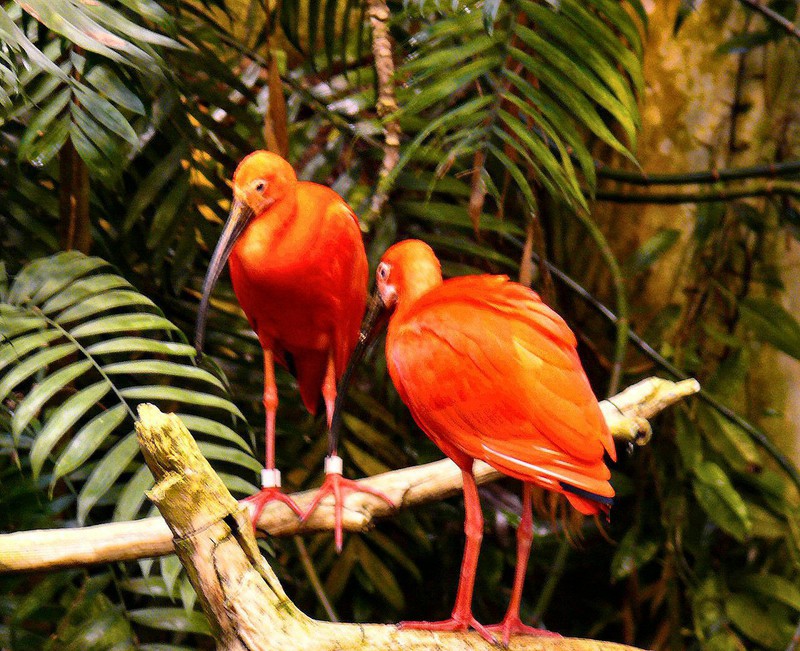 The Scarlet Ibis isTrinidad's national bird and is on their Coat of Arms.