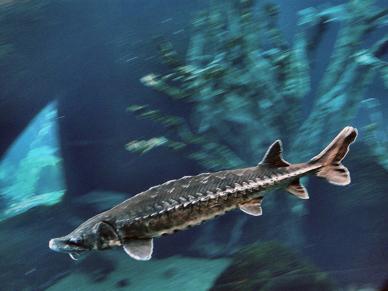 This freshwater sturgeon may live for 100 years, reach 15 feet (4+ m) in length, and weigh 2 tonnes!