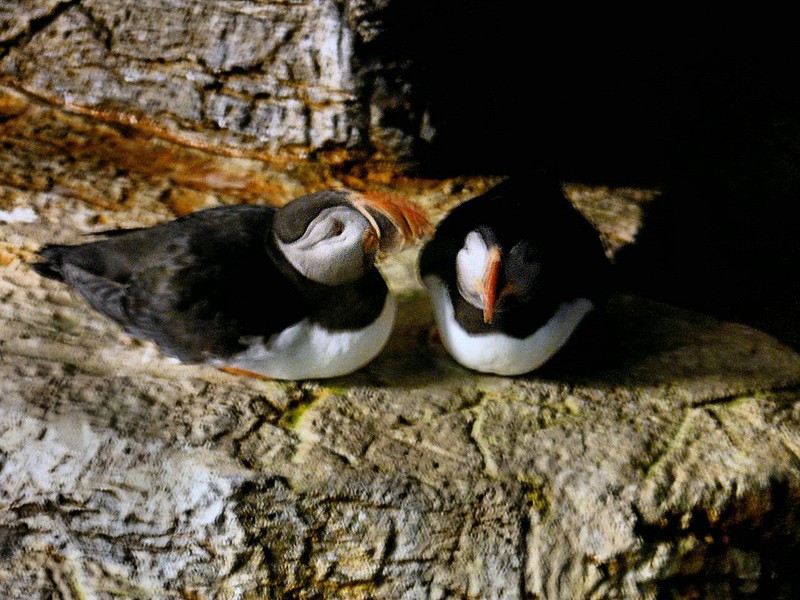 The puffin is the provincial bird of Newfoundland.