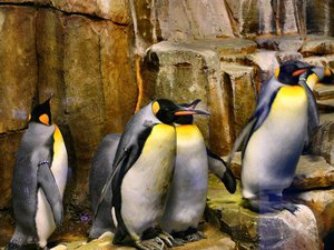 These Emporer Penguins stand 4 ft tall and can dive over 1000 ft for fish.