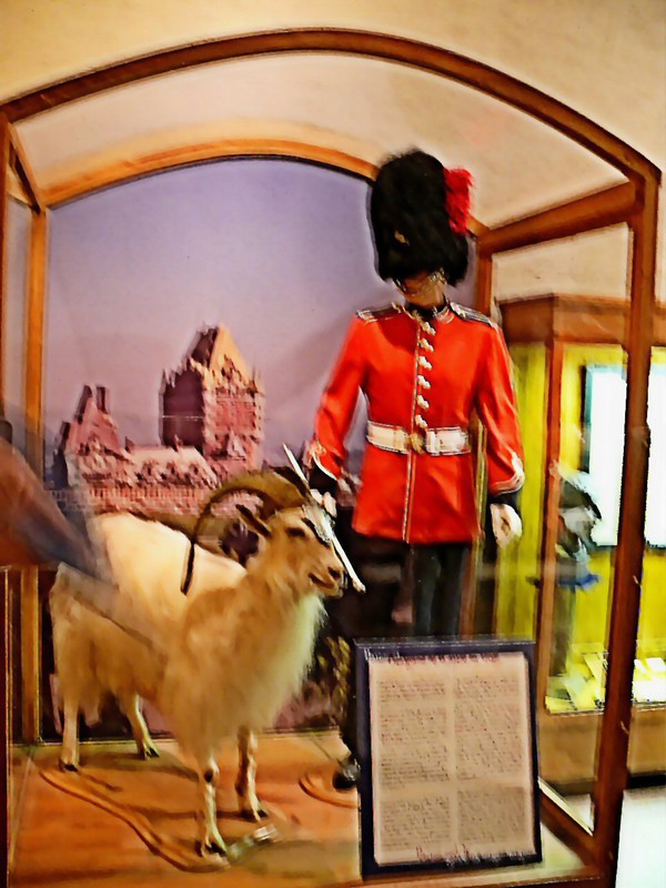 Baptiste (now #12), the regimental mascot presented by Queen Elizabeth, has gold-plated hooves and horms.