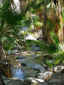 peaceful Palm Canyon stream