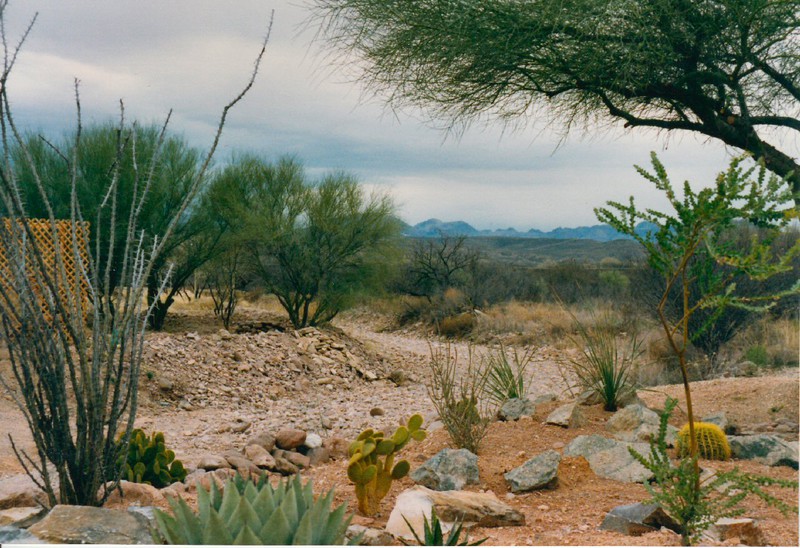 the desert near Tubac south of Tucson