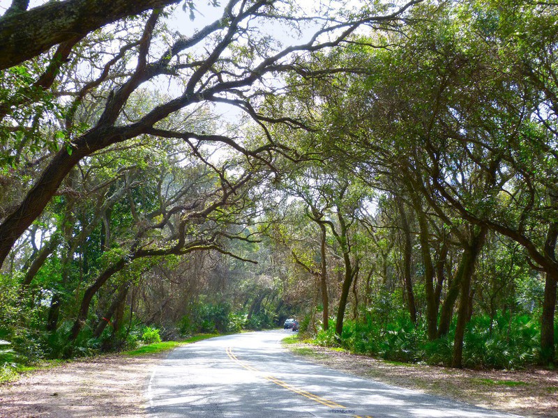 canopy of Live Oaks all along the resort area