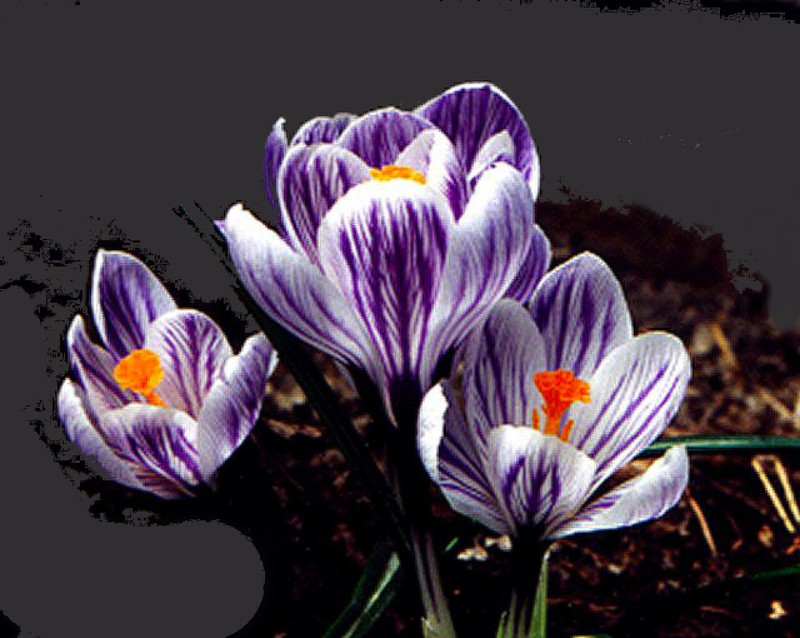 First come the croci, all over town