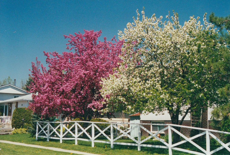 then the flowering crab apple trees